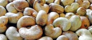 Bénin : nouveau tour de vis sur l’exportation de la noix de cajou